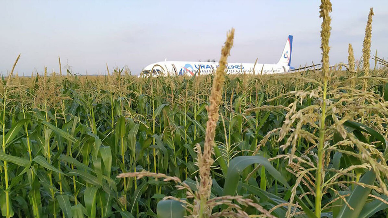 Airbus 321 авиакомпании ЮТ Эйр приземлился на кукурузном поле Airbus 321 авиакомпании ЮТ Эйр приземлился на кукурузном поле