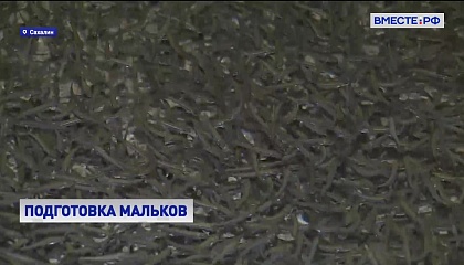 Сахалинские рыбоводные заводы готовят к выпуску мальков в естественную среду обитания