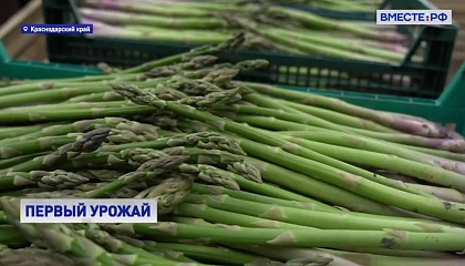 В Краснодарском крае собирают первый урожай спаржи
